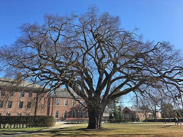 Phillips Academy Andover Great Elm